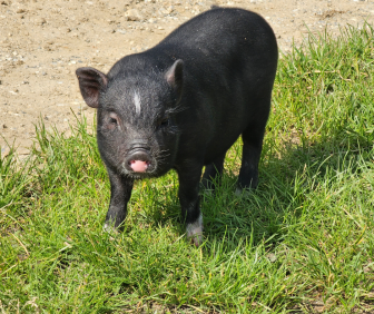 Minischweinefarm-2.png