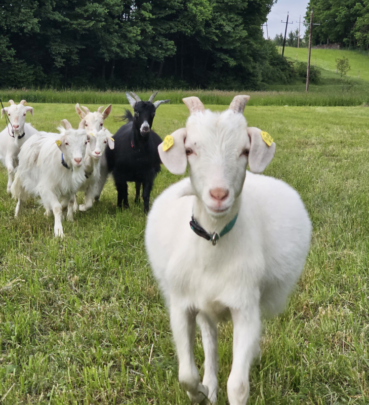 Ziegen Minischweinefarm